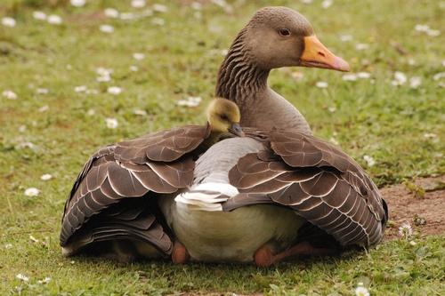 Graugans (Jungvogel)