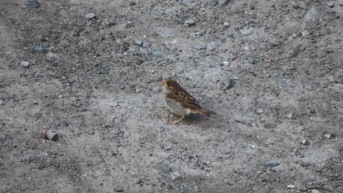 Italiensperling (Jungvogel)