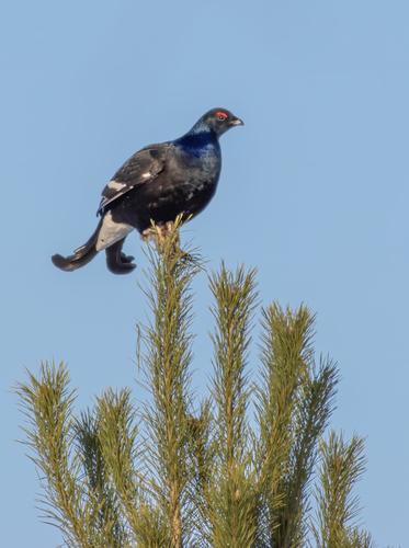 Birkhuhn