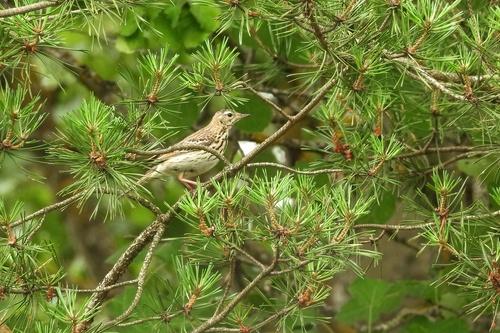 Baumpieper (Jungvogel)