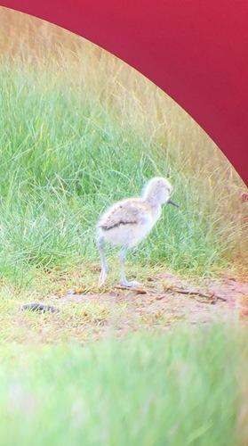 Säbelschnäbler (Jungvogel)