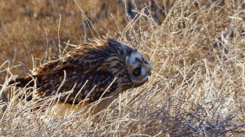 Sumpfohreule (Jungvogel)