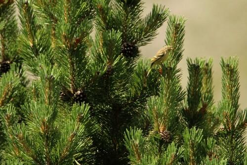 Zitronenzeisig (Jungvogel)