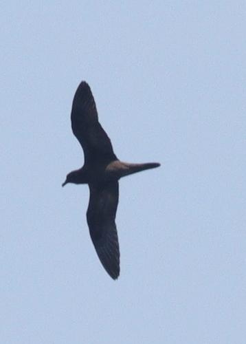 Bulwersturmvogel