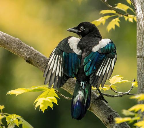Elster (Jungvogel)