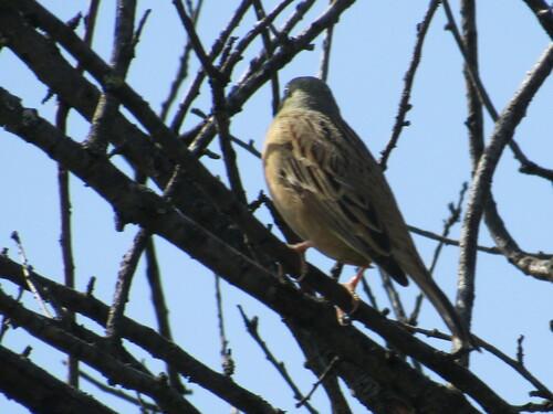 Ortolan