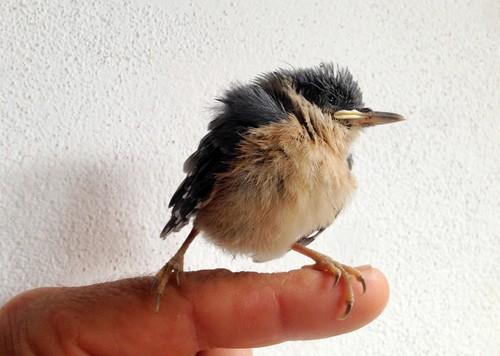 Kleiber (Jungvogel)