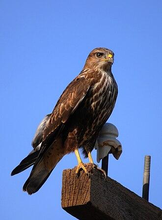 Adlerbussard