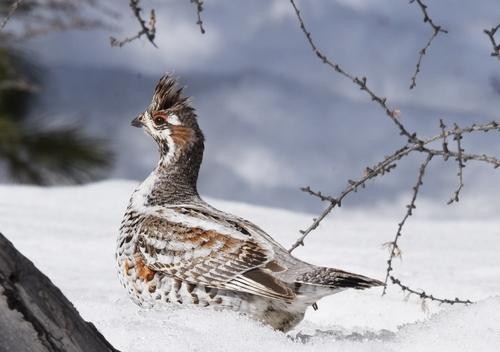 Haselhuhn