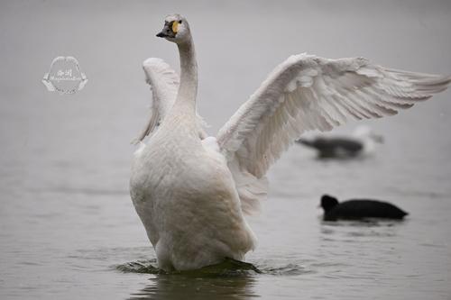 Zwergschwan (Jungvogel)