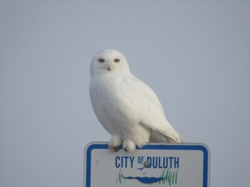 Schneeeule