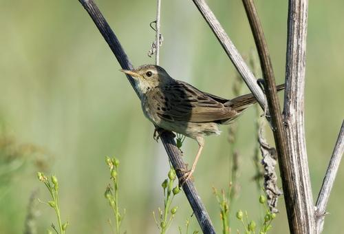 Feldschwirl (Jungvogel)