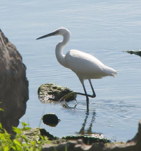 Seidenreiher
