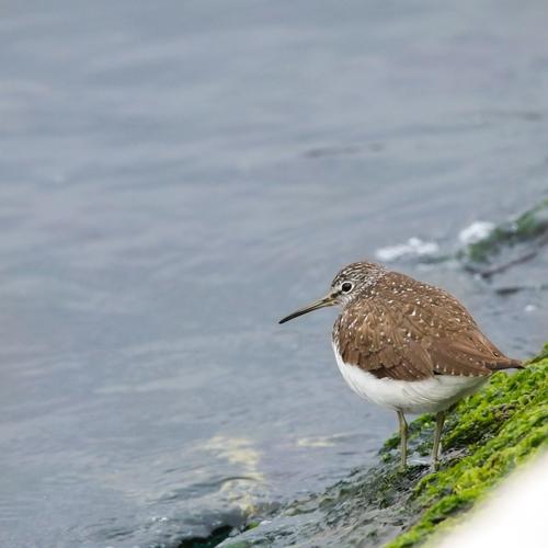 Waldwasserläufer