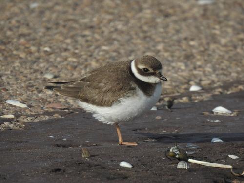 Sandregenpfeifer (Jungvogel)