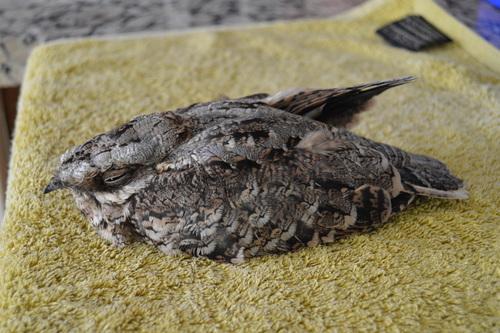 Rothals-Nachtschwalbe (Jungvogel)