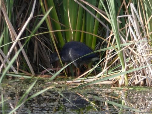 Purpurhuhn (Jungvogel)