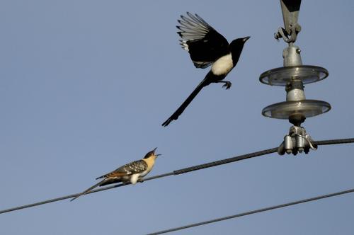 Häherkuckuck (Jungvogel)