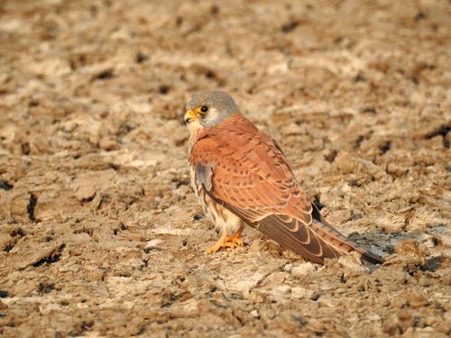 Rötelfalke (Jungvogel)