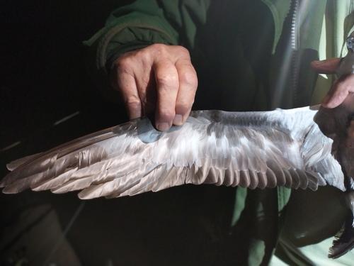 Madeirasturmvogel