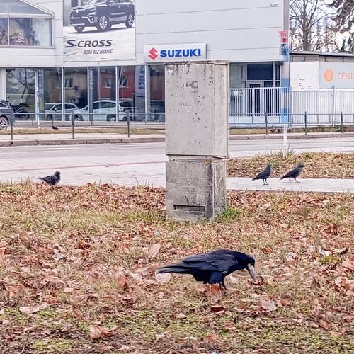 Saatkrähe