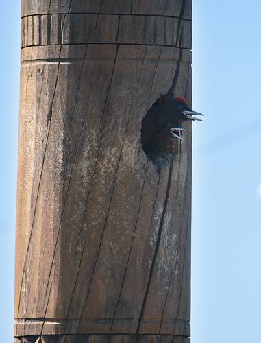 Schwarzspecht (Jungvogel)