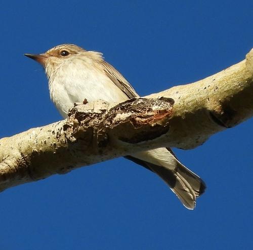 Grauschnäpper