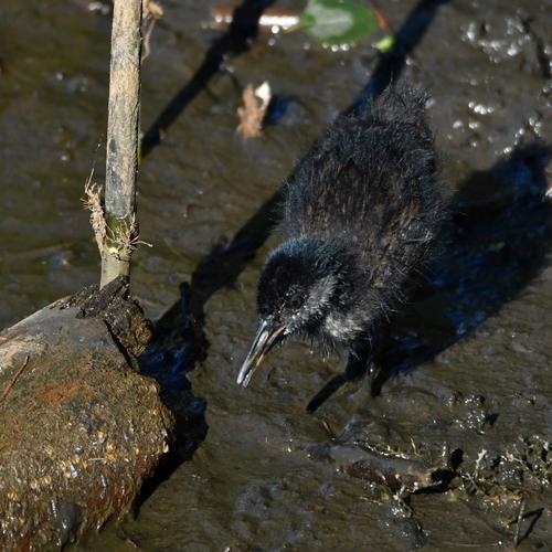 Wasserralle (Jungvogel)