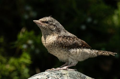 Wendehals (Jungvogel)