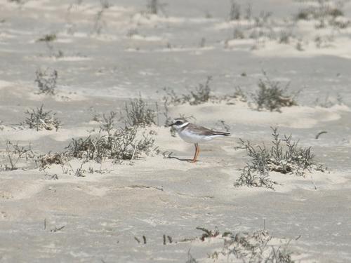 Sandregenpfeifer (Jungvogel)