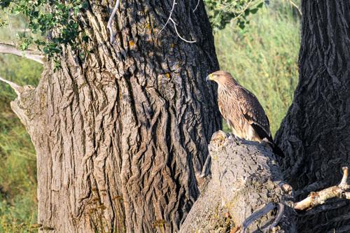 Kaiseradler (Jungvogel)