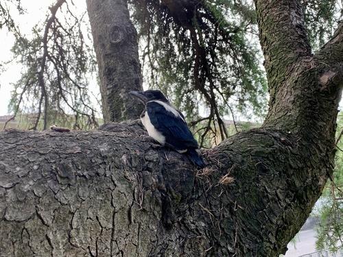 Elster (Jungvogel)