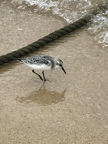 Sanderling (Jungvogel)