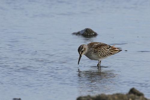 Sumpfläufer (Jungvogel)