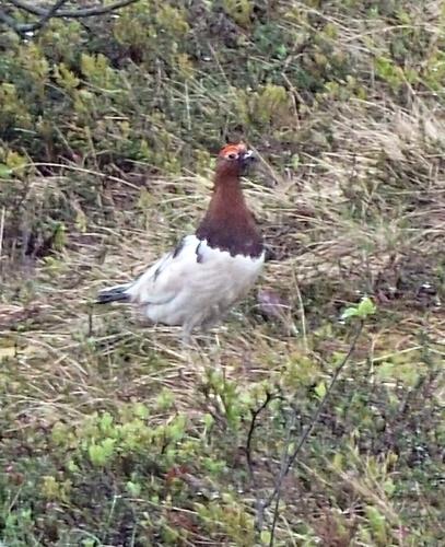 Moorschneehuhn