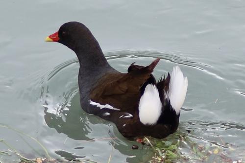 Teichhuhn