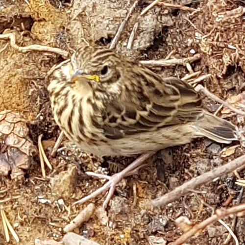 Baumpieper (Jungvogel)