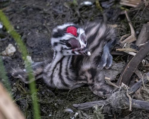 Haubentaucher (Jungvogel)