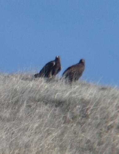 Steinadler