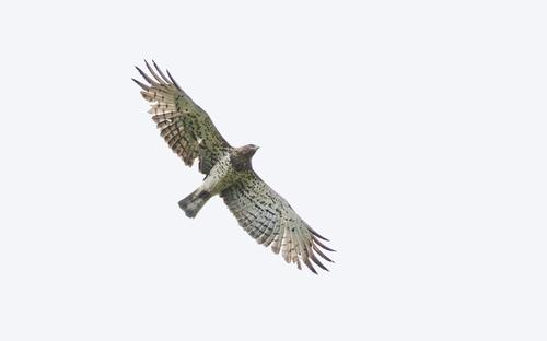 Schlangenadler