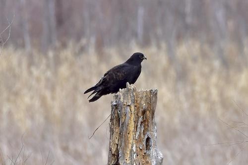 Raufußbussard (Jungvogel)