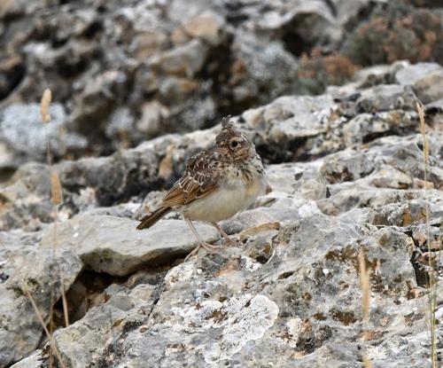 Theklalerche (Jungvogel)