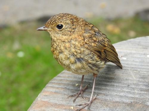 Rotkehlchen (Jungvogel)