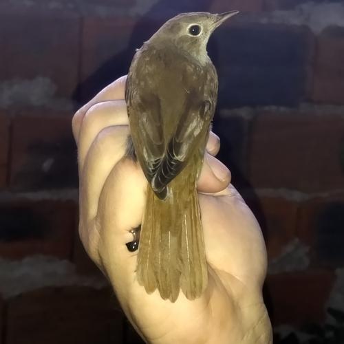 Nachtigall (Jungvogel)
