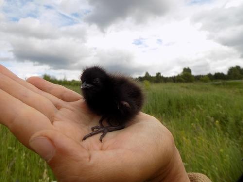 Wachtelkönig (Jungvogel)