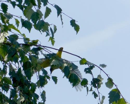Pirol (Jungvogel)
