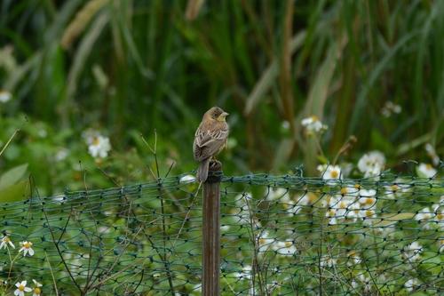 Kappenammer (Jungvogel)