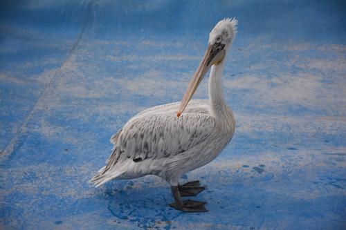 Krauskopfpelikan (Jungvogel)