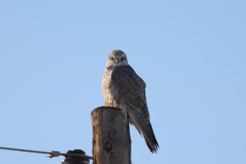 Würgfalke (Männchen)