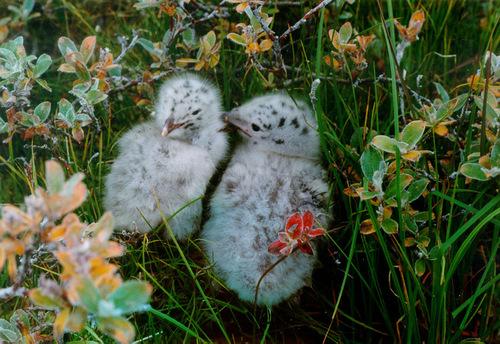 Heringsmöwe (Jungvogel)